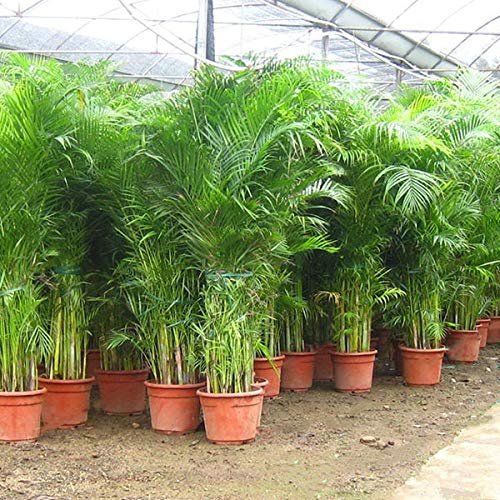 Areca Palm 7ft